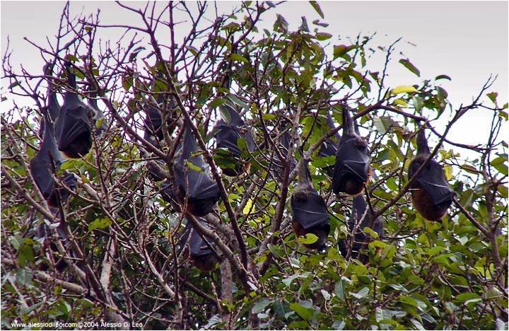 Colonia di volpi volanti o pipistrelli della frutta (Flying fox) nei Royal botanic garden