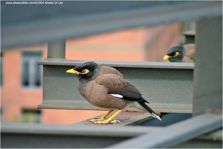 Common myna (Acridotheres tristis)