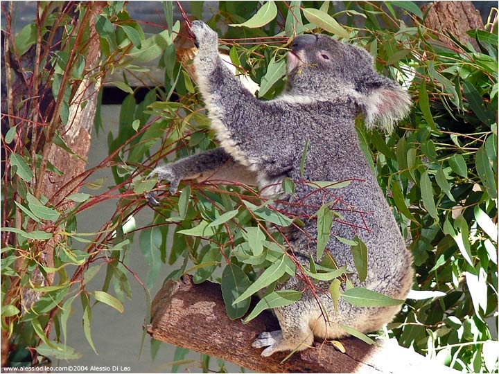 Koala (Phascolarctos cinereus)