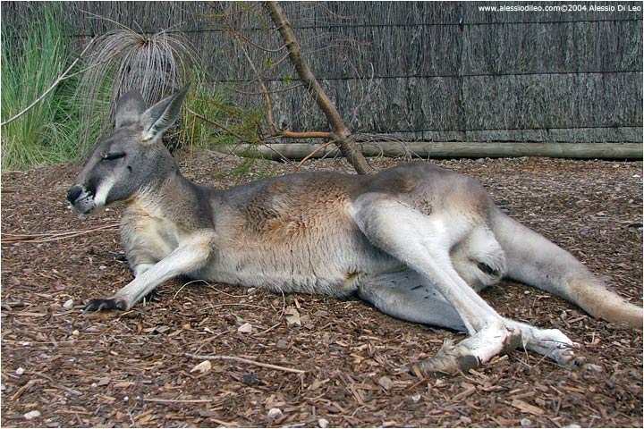 Canguro rosso (Macropus rufus)