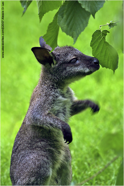 Canguro grigio (Macropus fulginosus)