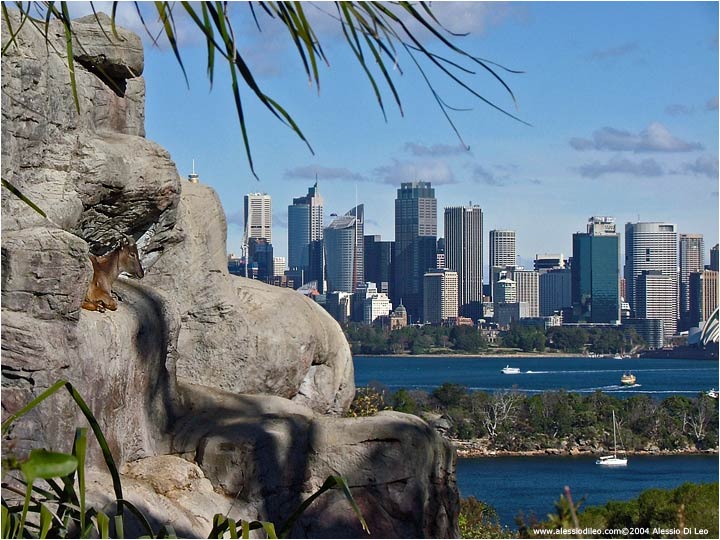 Taroonga zoo Sydney