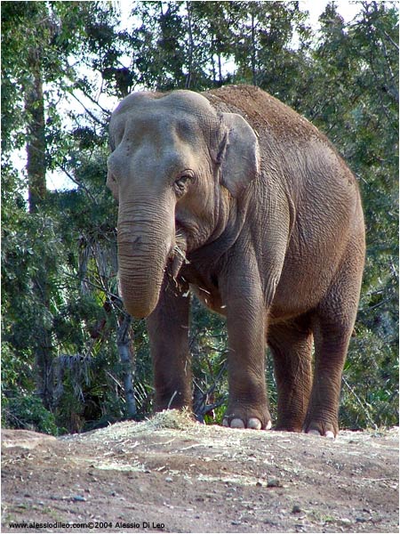 Elefante asiatico (Elephas maximus)