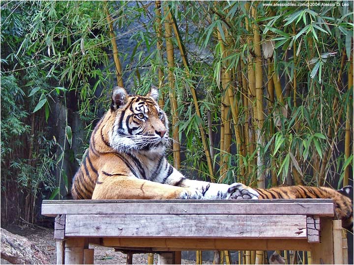 Tigre di Sumatra (Panthera tigris sumatrae)
