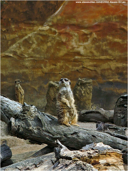 Suricati (Suricata suricatta)