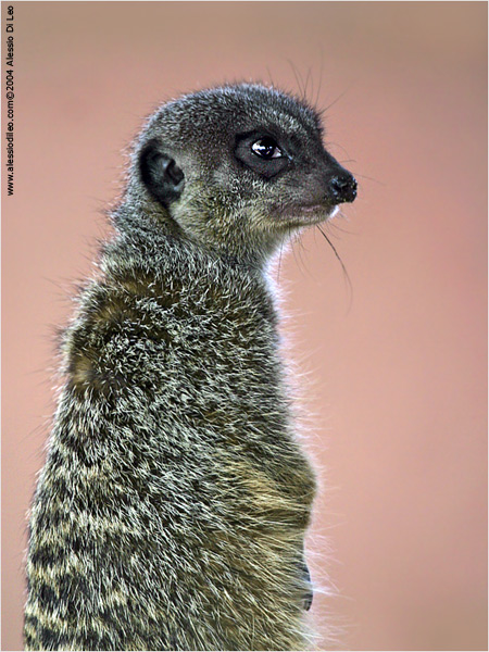 Suricati (Suricata suricatta)