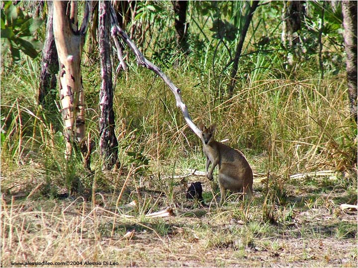 Un canguro rosso al riparo fra la vegetazione
