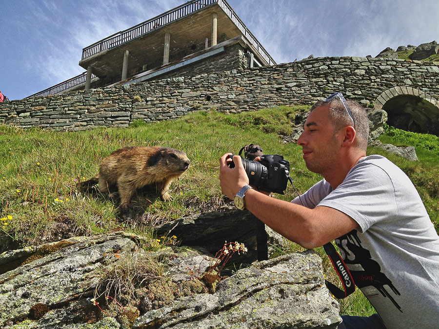 Marmotta