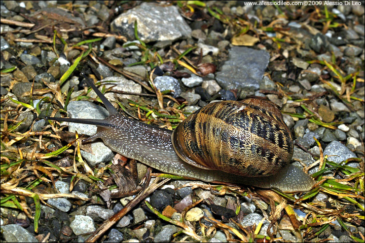Cantareus aspersus o Cornu aspersum