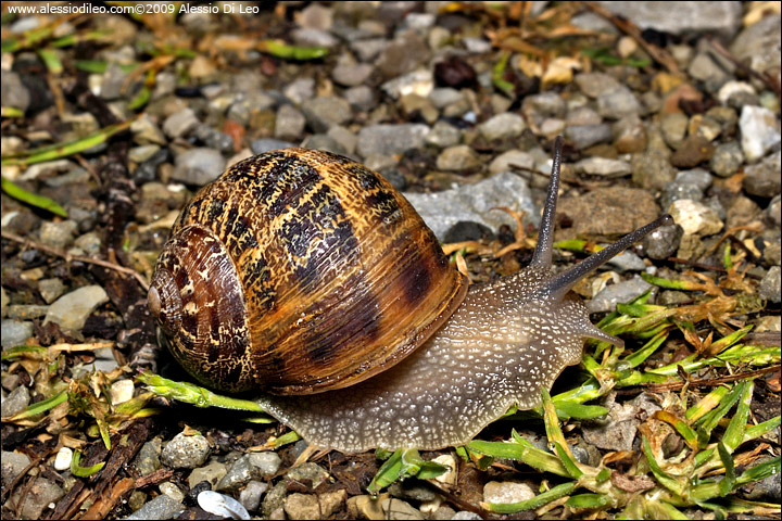 Cantareus aspersus o Cornu aspersum
