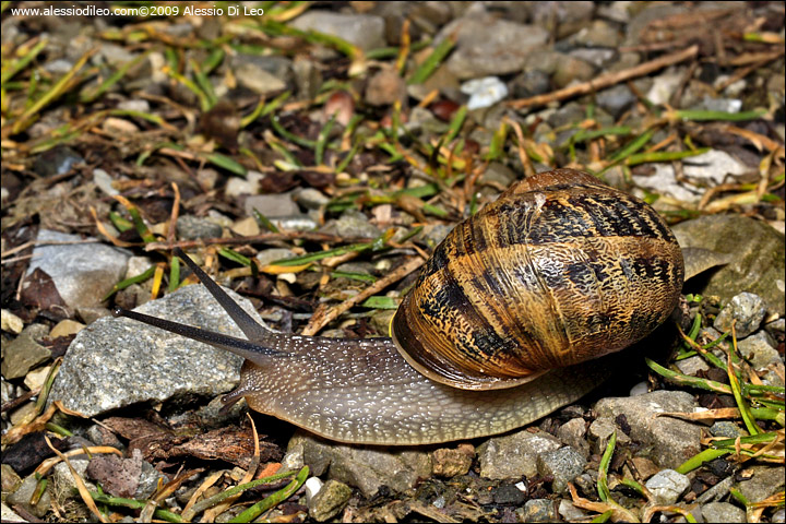 Cantareus aspersus o Cornu aspersum