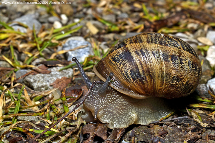 Cantareus aspersus o Cornu aspersum