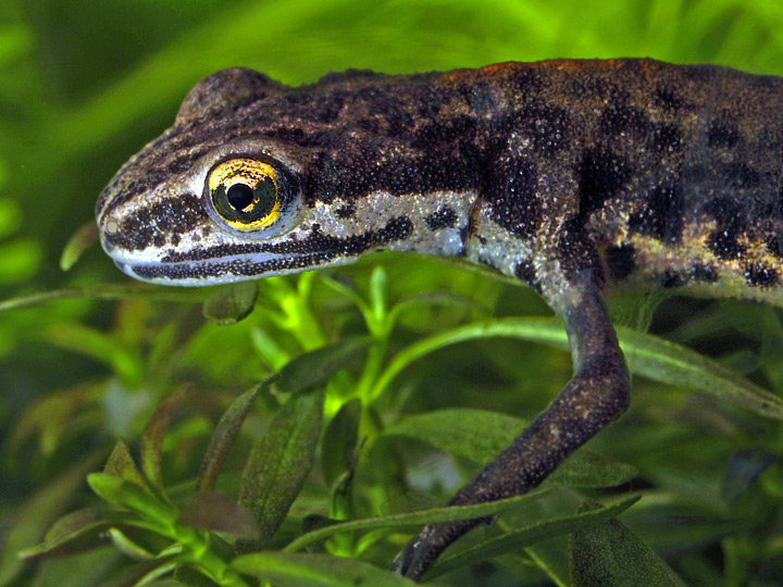 Tritone punteggiato