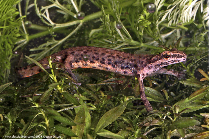Tritone punteggiato