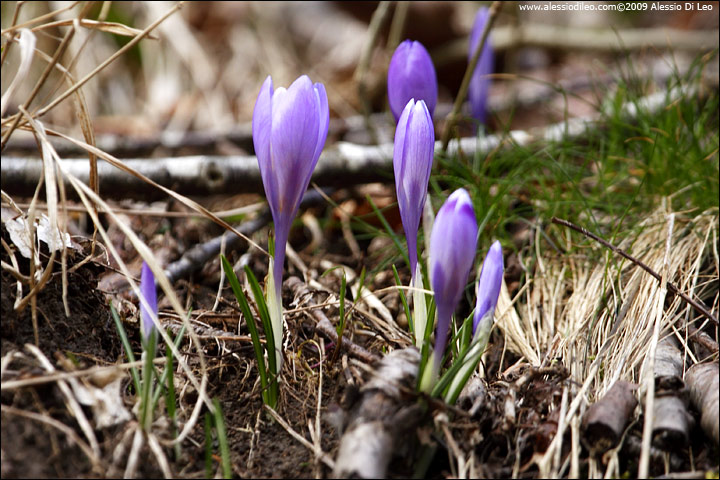 Crocus