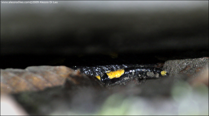 Salamandra pezzata
