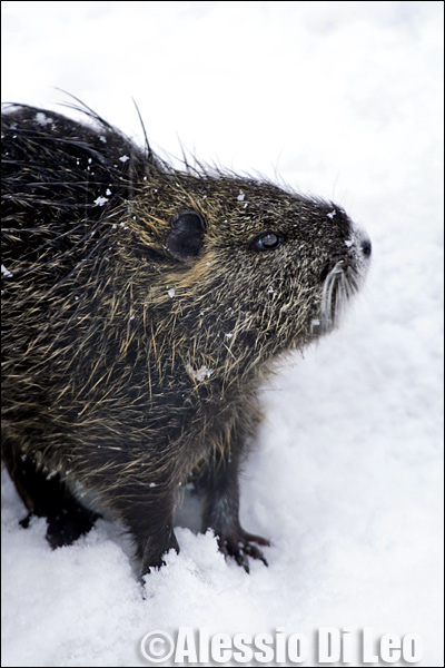 Nutria