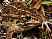 Rana esculenta [Pelophylax Kl esculentus]