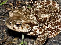 Rospo comune [Bufo bufo]