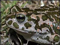 Rospo smeraldino [Bufo viridis]