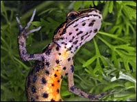 Tritone punteggiato [Triturus vulgaris]