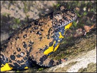 Ululone [Bombina variegata]