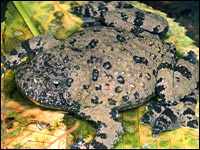 Ululone [Bombina variegata]