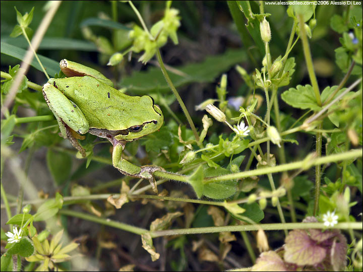 Raganella [Hyla intermedia]