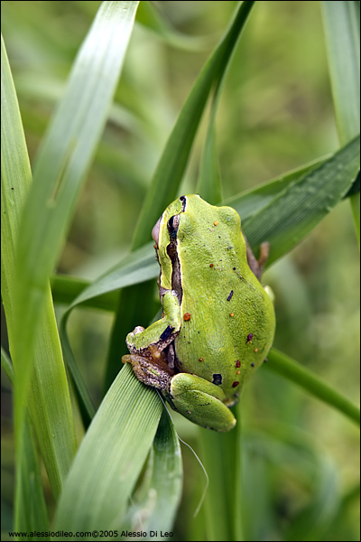 Raganella [Hyla intermedia]