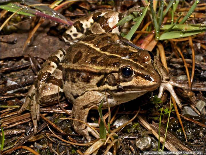 Rana esculenta [Pelophylax Kl esculentus]