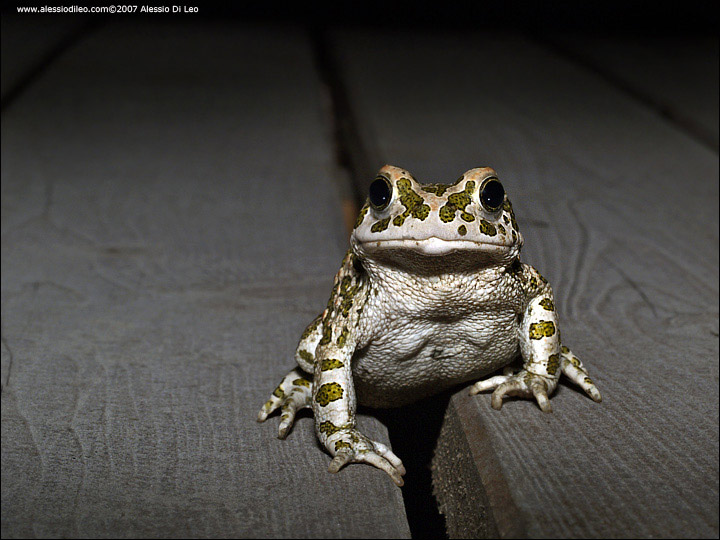 Rospo smeraldino [Bufo viridis]