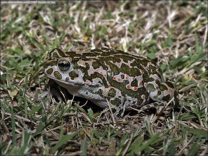 Rospo smeraldino [Bufo viridis]