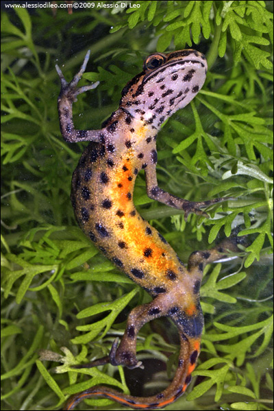 Tritone punteggiato [Triturus vulgaris]