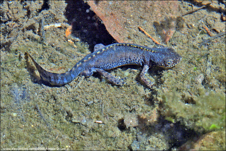 Tritone alpestre [Triturus alpestris]