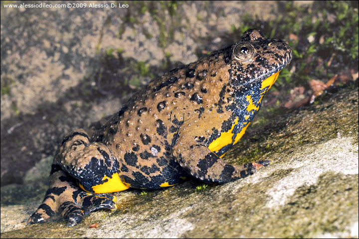 Ululone [Bombina variegata]