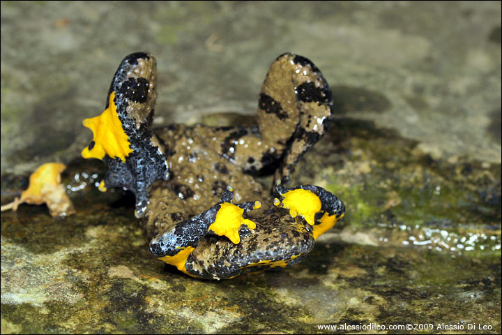 Unken reflex Ululone [Bombina variegata]