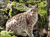 Lince europea [Linx linx]