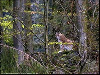 Lince europea [Linx linx]