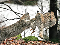 Lince europea [Linx linx]