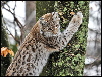 Lince europea [Linx linx]