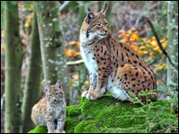 Lince europea [Linx linx]