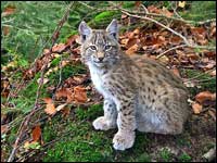 Lince europea [Linx linx]