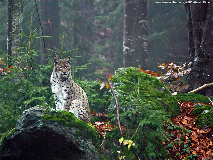 Lince europea [Linx linx]