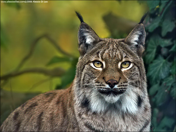 Lince europea [Linx linx]