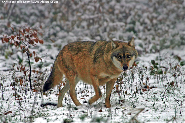 Lupo [Canis lupus]