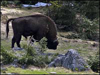 Bisonte europeo [Bison bonasus]