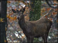 Giovane cervo [Cervus elaphus]