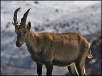 Stambecco [Capra ibex]