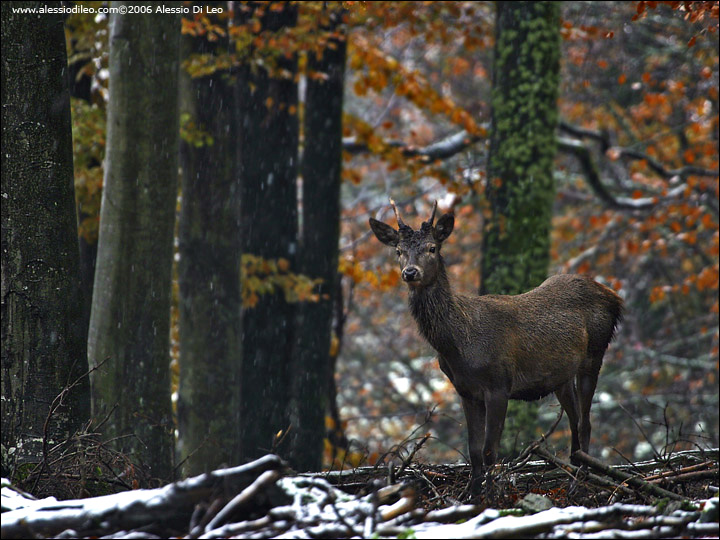 Giovane cervo [Cervus elaphus]