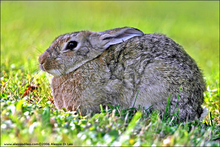 Coniglio selvatico [Oryctolagus cuniculus]